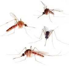 komari v pushkino