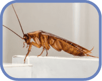 уничтожение тараканов Электроугли