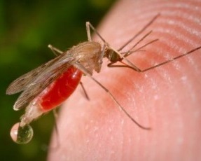 komari na uchastke v khotkovo