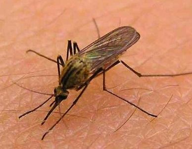 komari v balashikhe