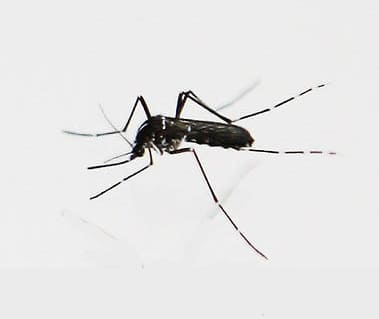 komari v bronnitsakh