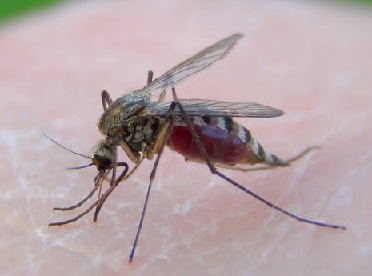 komari v chernogolovke