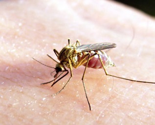 komari v dmitrove
