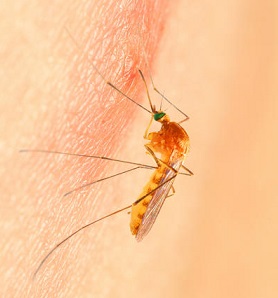 komari v dolgoprudnom