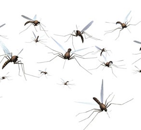 komari v dzerzhinskom