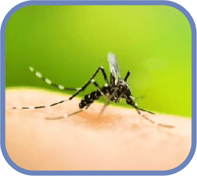 komari v egorevske
