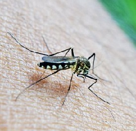 komari v elektrouglyakh