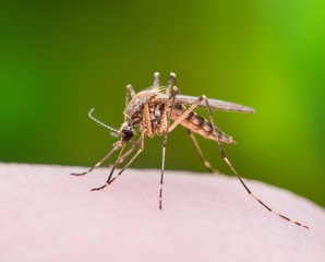 komari v ivanteevke