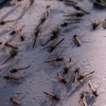 komari v krasnoarmejske