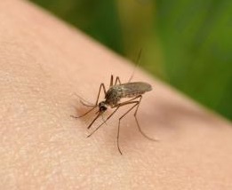 komari v lobne