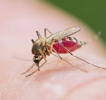 komari v lyubertsakh