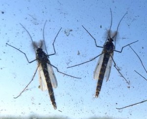 komari v orekhovo zuevo