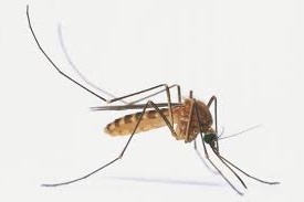 komari v reutove