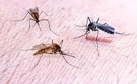 komari v shchelkovo