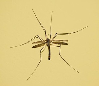 komari v zelenograde