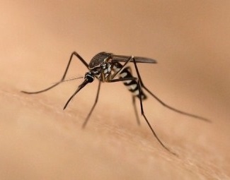 komari vo fryazino