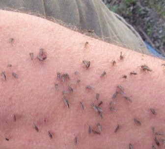 komari ukusi