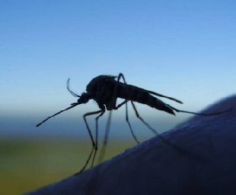 komari v krasnogorske