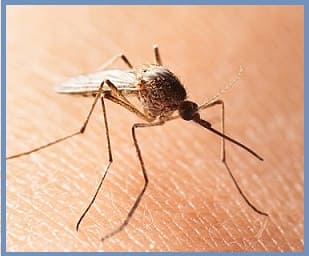 Уничтожение комаров в Одинцово