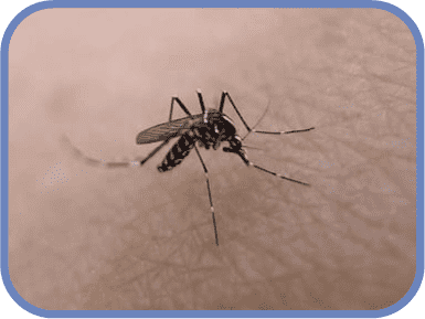 komari v lytkarino