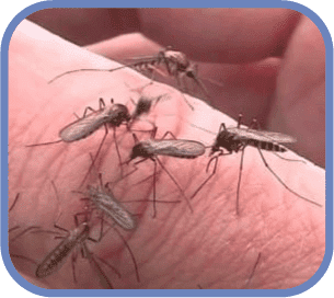 komari v kurovskom